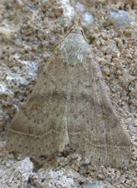 Bent-winged Owlet